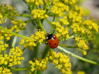 Ladybug on Yellow Fernleaf Biscuitroot Flowers Along Sugarloaf Trail, Sugarloaf Mountain, Colorado