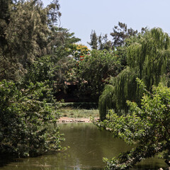 Safari Ramat-Gan Israel, 3 July 2025 - Serene Pond View with Lush Green Trees and Blue Sky