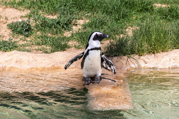 Safari Ramat-Gan Israel, 3 July 2025 - African Penguin Standing at the Edge of a Pool