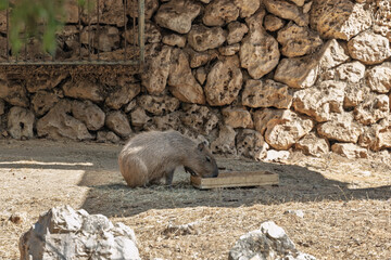 Safari Ramat-Gan Israel, 3 July 2025 - Capybara Feeding in a Rocky Enclosure