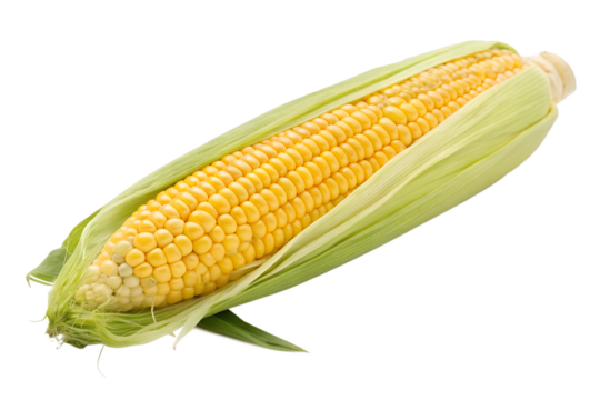 Golden Corn on the Cob Fresh Harvest Delight with Husk, A Culinary Ingredient and Symbol of Agriculture, showcasing golden yellow kernels. - Powered by Adobe