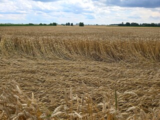 A golden wheat field shows swathes of flattened crops, indicating wind damage, under a cloudy sky...