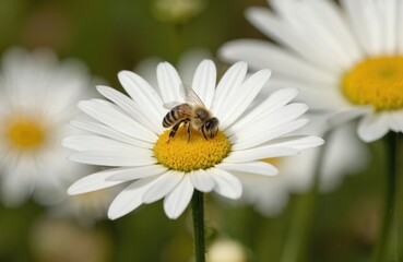 Fototapeta premium Bee in black, yellow stripes sits on white daisy with yellow center, six petals. Bee wings still, in process of feeding on nectar. Central composition with blurred background, focusing on bee, flower.