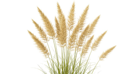 Fototapeta premium Cream-colored pampas grass with fluffy plumes in neutral tones for decorative natural aesthetic