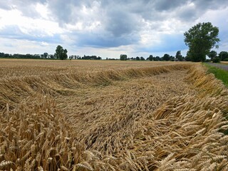 A golden wheat field shows swathes of flattened crops, indicating wind damage, under a cloudy sky...