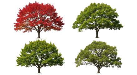 Four Tree Varieties with Green and Red Foliage on Transparent Background