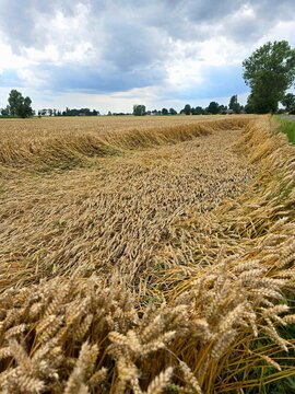 A golden wheat field shows swathes of flattened crops, indicating wind damage, under a cloudy sky with distant trees.