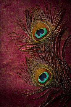 Fototapeta Peacock feather background