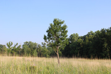 Single tree with woods in the background and brown grass at Linne Woods in Morton Grove, Illinois