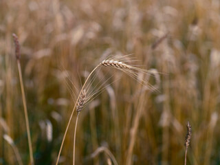 Close-up of golden wheat stalks in summer field with shallow depth of field and warm natural...