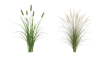 Two Different Varieties of Ornamental Grass with Green and White Feathery Plumes