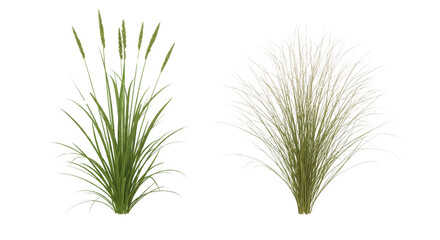 Fototapeta premium Two ornamental grass plants with green and beige foliage on Transparent Background