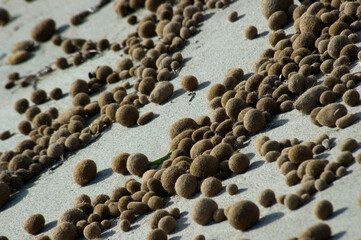 Sea balls on a beach made from Posidonia oceanica, Neptune Grass Mediterranean Tapeweed fibrous...