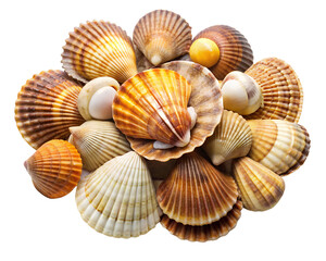 Obraz premium seashells top view isolated on white background. PNG Transparent file type with high definition quality And vibrant color grading Available.