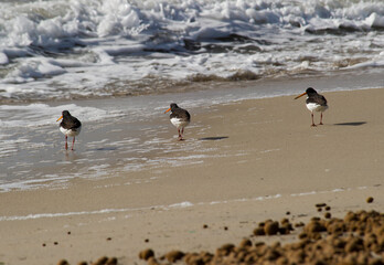 Oystercatcher (Haematopus ostralegus). Stintino, SS, Sardinia, Italy, Beccaccia di mare (Haematopus...