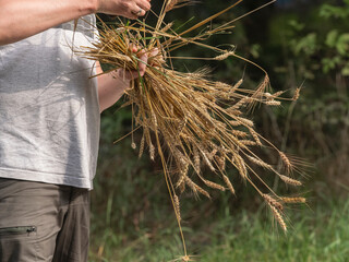 Person holding large bundle of freshly harvested wheat stalks showing traditional farming methods