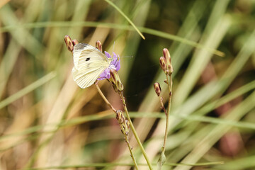 Close-Up of Cabbage butterfly sitting on a small purple flower