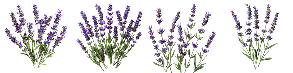 Floral Arrangement: a collection of vibrant lavender sprigs, each laden with delicate, fragrant blooms, artfully arranged to showcase freshness of the plant. isolated transparent background