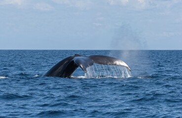 Fototapeta premium Dark grey whale swims in deep blue ocean, body facing right. Prominent curved tail, frothy water, light blue sky with white clouds. Whale movement creates wave, ocean, sea life.