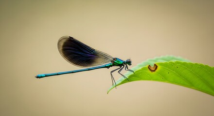 dragonfly close up