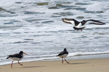 Oystercatcher (Haematopus ostralegus). Stintino, SS, Sardinia, Italy, Beccaccia di mare (Haematopus...