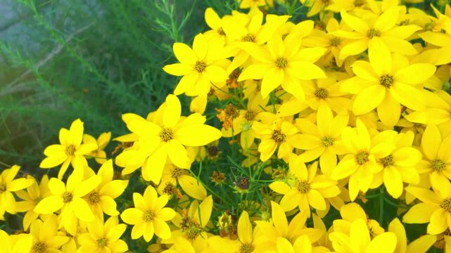 View of a meadow full of yellow plants. Macro shot, close-up, top view. Coreopsis is a genus of flowering plants in the family Asteraceae. Common names include calliopsis and tickseed