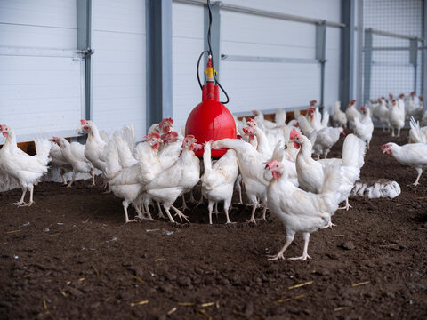 White chickens drinking water from red feeder system in clean modern poultry barn