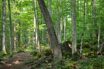 forest in canada