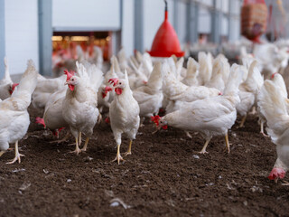 Group of white hens standing together in clean modern commercial poultry farming operation