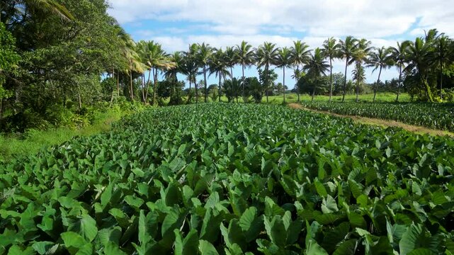 taro plantation in Fiji 