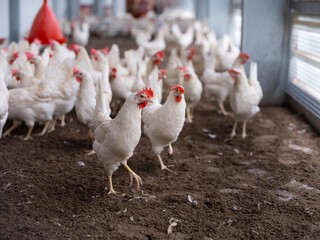 White chickens in modern poultry facility with red water dispenser and natural floor environment