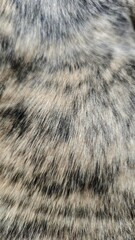 Close-up of brindle whippet dog  fur texture