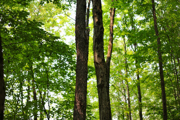 forest in the morning