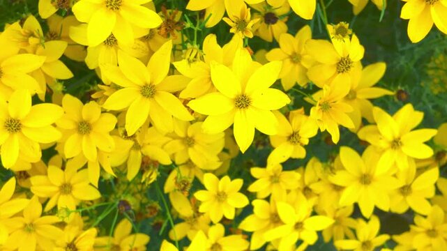 View of a meadow full of yellow flowers. Macro shot, close-up, top view. Coreopsis, also known as Tickseed, is a genus of flowering plants in the Asteraceae - daisy family. They are popular garden