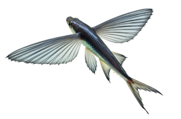 Flying fish in flight, pectoral fins extended, exotic marine creature, transparent background PNG