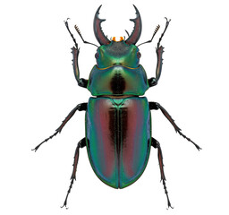 Iridescent green-purple stag beetle, lucanid beetle, top view, transparent background PNG