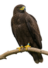 Majestic brown eagle perched with identification rings PNG