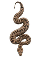 Fototapeta premium Saw-scaled viper with brown and beige diamond pattern, venomous snake, transparent background PNG