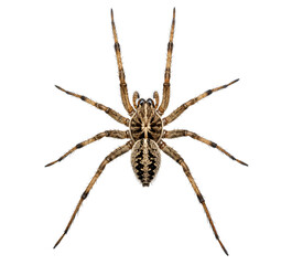 Wolf spider with body details and long legs on transparent background PNG