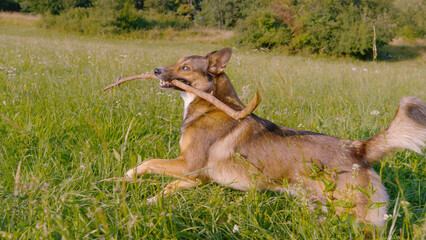 CLOSE UP: Excited shepherd dog is carrying wooden stick in its mouth while running through green...
