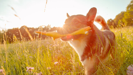 LENS FLARE, DOF: Mixed breed dog runs carefree across lush flowering meadow in golden sunset light,...