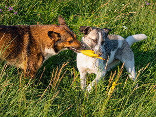 CLOSE UP: Two mixed breed dogs are excitedly playing tug of war with yellow toy on a vibrant green...