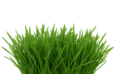 Obraz premium Bunch of fresh vibrant green grass, healthy cereal sprouts, natural vitality, transparent background PNG