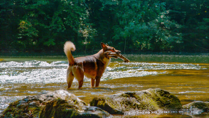 PORTRAIT: Shepherd dog stands in the river with a wooden stick in mouth. Playful brown doggie is...