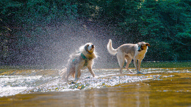 Australian Shepherd dog vigorously shakes off water, creating a sunlit, sparkling spray, while its companion stands calmly nearby in the shallow stream. Candid moment of fun and refreshment in nature. - Powered by Adobe