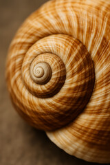 Close-up view of a beautifully detailed spiral seashell