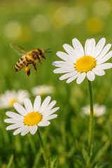 Honey bee approaching blooming daisies in green meadow