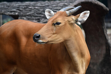 A red bull close up head shot
