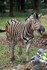 zebra opening his mouth