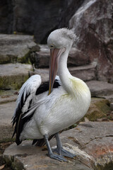 The pelican is preening her feather